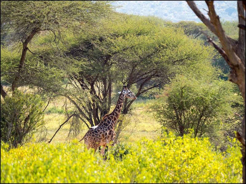 https://www.comol.li/Afrika_2017/2017-01-31_16-17-13_Kenya-Claudio-Picco-Comolli-Olympus-E-M5MarkII-.jpg