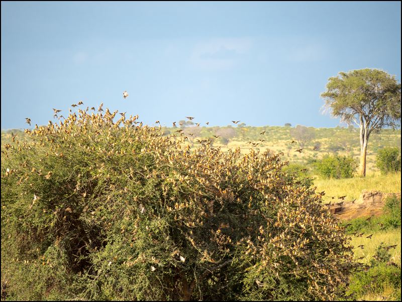 https://www.comol.li/Afrika_2017/2017-01-31_16-41-32_Kenya-Claudio-Picco-Comolli-Olympus-E-M5MarkII-.jpg