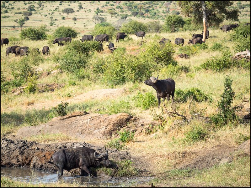 https://www.comol.li/Afrika_2017/2017-01-31_16-43-56_Kenya-Claudio-Picco-Comolli-Olympus-E-M5MarkII-.jpg