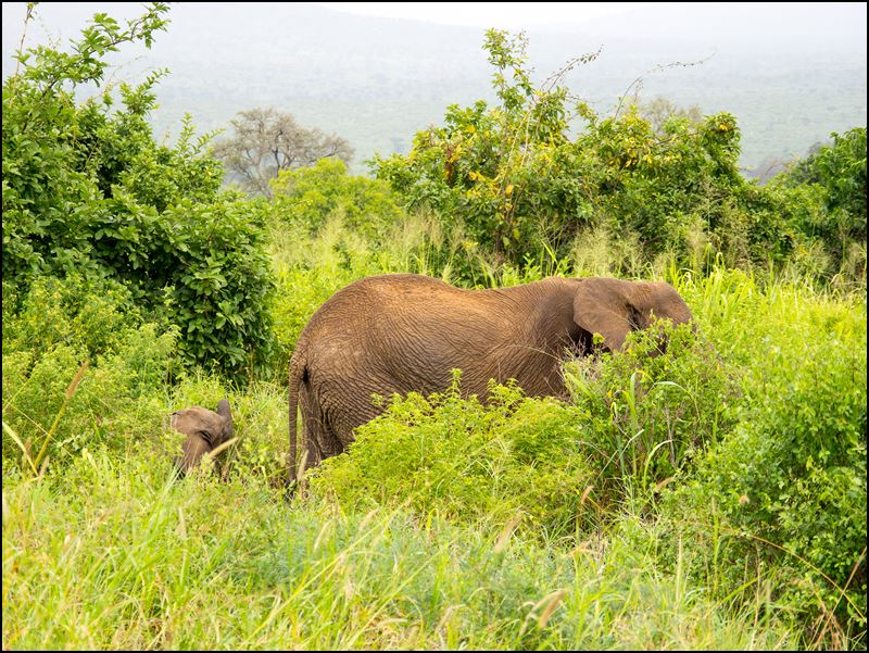 https://www.comol.li/Afrika_2017/2017-02-01_08-38-57_Kenya-Claudio-Picco-Comolli-Olympus-E-M5-.jpg