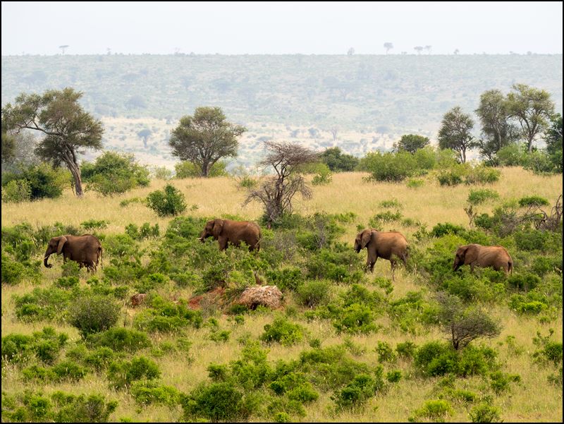 https://www.comol.li/Afrika_2017/2017-02-01_09-24-04_Kenya-Claudio-Picco-Comolli-Olympus-E-M5MarkII-.jpg