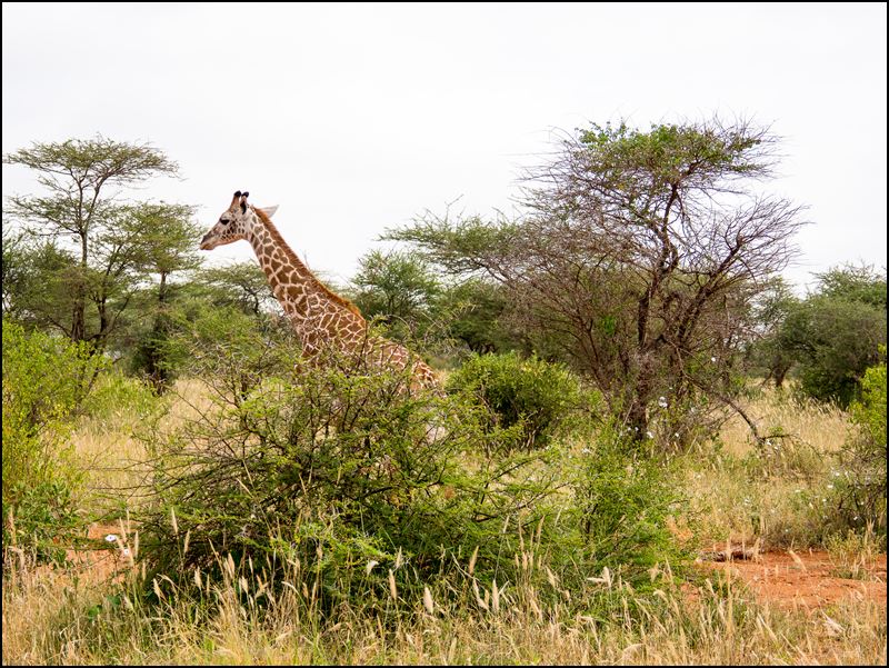 https://www.comol.li/Afrika_2017/2017-02-01_10-07-52_Kenya-Claudio-Picco-Comolli-Olympus-E-M5-.jpg