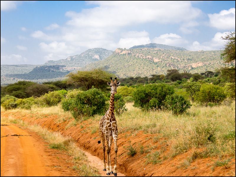 https://www.comol.li/Afrika_2017/2017-02-01_10-10-55_Kenya-Claudio-Picco-Comolli-Olympus-E-M5-.jpg