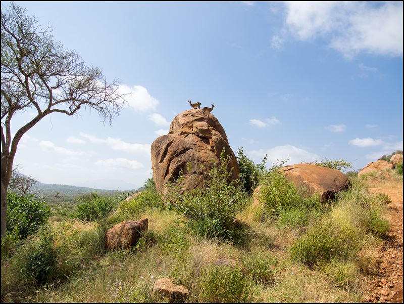 https://www.comol.li/Afrika_2017/2017-02-01_10-32-37_Kenya-Claudio-Picco-Comolli-Olympus-E-M5-.jpg