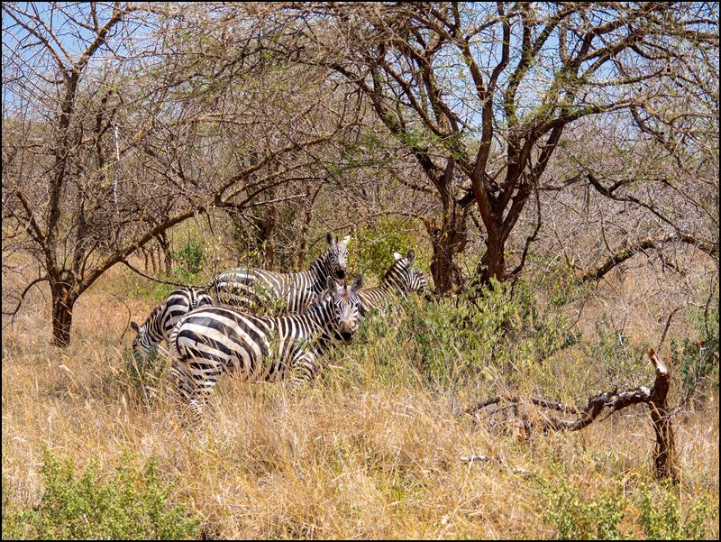 https://www.comol.li/Afrika_2017/2017-02-01_11-39-45_Kenya-Claudio-Picco-Comolli-Olympus-E-M5-.jpg