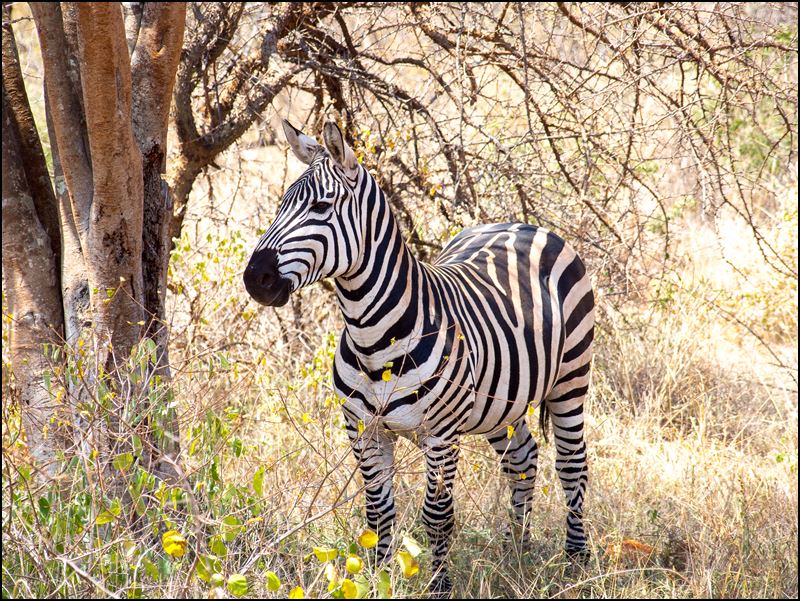 https://www.comol.li/Afrika_2017/2017-02-01_11-40-01_Kenya-Claudio-Picco-Comolli-Olympus-E-M5-.jpg