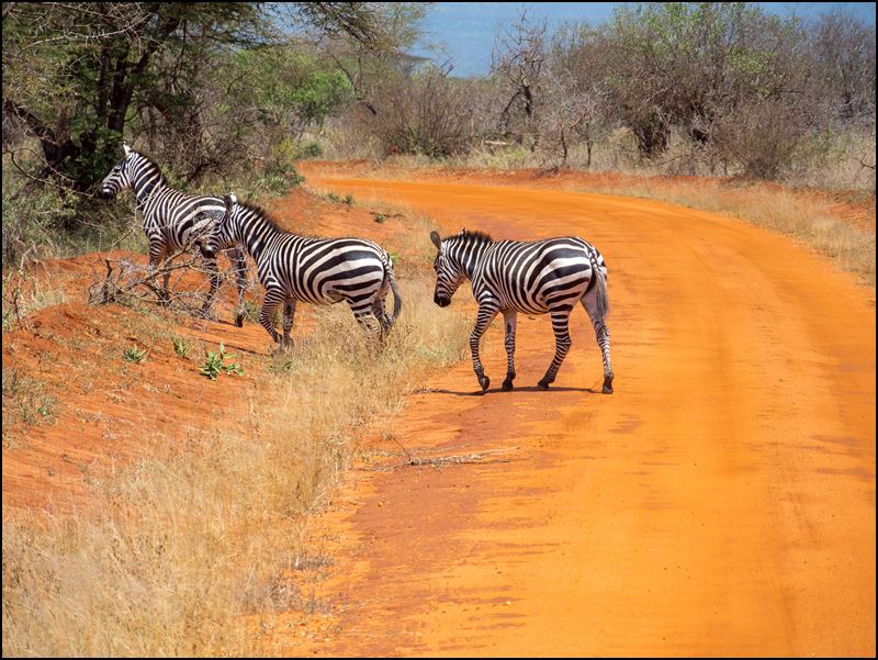 https://www.comol.li/Afrika_2017/2017-02-01_11-40-43_Kenya-Claudio-Picco-Comolli-Olympus-E-M5-.jpg