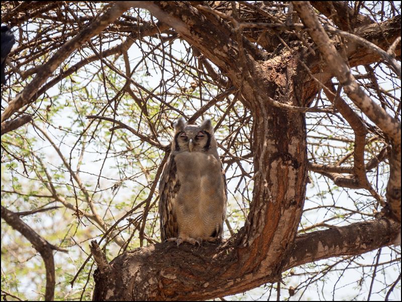 https://www.comol.li/Afrika_2017/2017-02-01_12-02-54_Kenya-Claudio-Picco-Comolli-Olympus-E-M5MarkII-.jpg