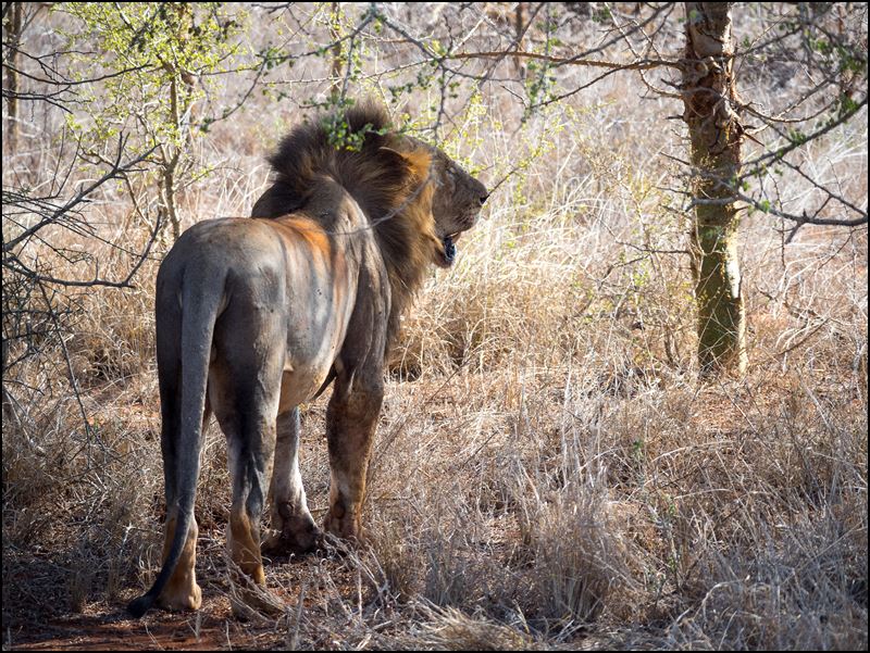 https://www.comol.li/Afrika_2017/2017-02-01_16-24-47_Kenya-Claudio-Picco-Comolli-Olympus-E-M5MarkII-.jpg