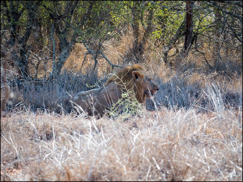 https://www.comol.li/Afrika_2017/2017-02-01_16-26-19_Kenya-Claudio-Picco-Comolli-Olympus-E-M5MarkII-.jpg