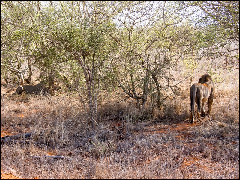https://www.comol.li/Afrika_2017/2017-02-01_16-27-14_Kenya-Claudio-Picco-Comolli-Olympus-E-M5-.jpg