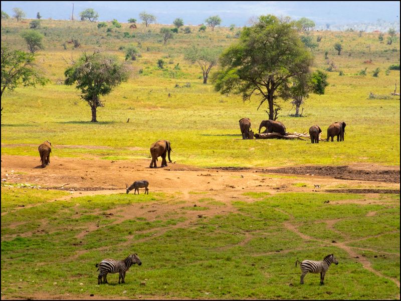 https://www.comol.li/Afrika_2017/2017-02-02_11-01-23_Kenya-Claudio-Picco-Comolli-Olympus-E-M5-.jpg