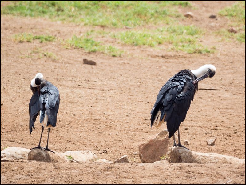 https://www.comol.li/Afrika_2017/2017-02-02_11-33-05_Kenya-Claudio-Picco-Comolli-Olympus-E-M5MarkII-.jpg