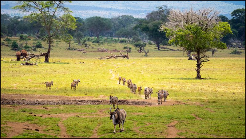https://www.comol.li/Afrika_2017/2017-02-02_11-53-22_Kenya-Claudio-Picco-Comolli-Olympus-E-M5MarkII-.jpg