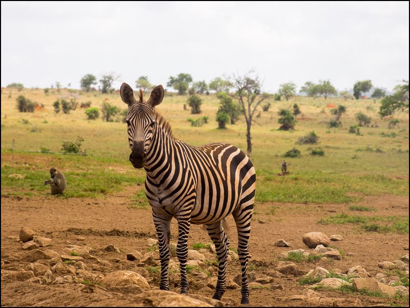 https://www.comol.li/Afrika_2017/2017-02-02_12-15-42_Kenya-Claudio-Picco-Comolli-Olympus-E-M5-.jpg