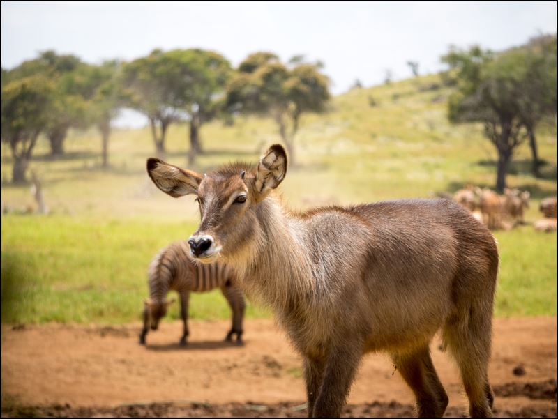 https://www.comol.li/Afrika_2017/2017-02-02_12-20-21_Kenya-Claudio-Picco-Comolli-Olympus-E-M5MarkII-.jpg