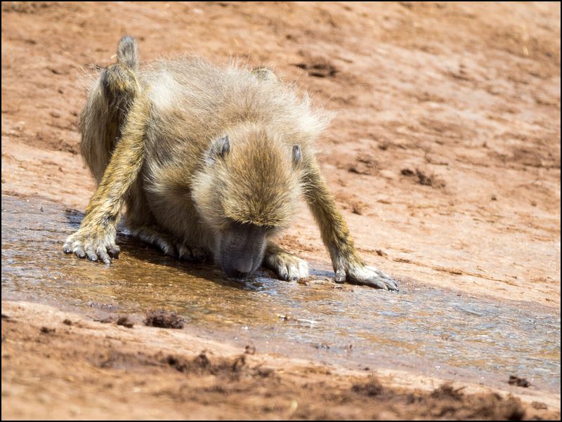 https://www.comol.li/Afrika_2017/2017-02-02_12-23-47_Kenya-Claudio-Picco-Comolli-Olympus-E-M5MarkII-.jpg
