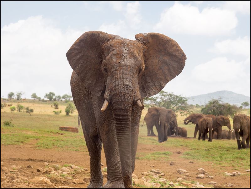 https://www.comol.li/Afrika_2017/2017-02-02_12-27-51_Kenya-Claudio-Picco-Comolli-Olympus-E-M5-.jpg
