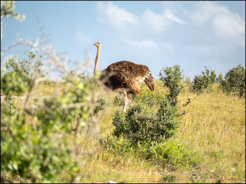 https://www.comol.li/Afrika_2017/2017-02-02_16-37-40_Kenya-Claudio-Picco-Comolli-Olympus-E-M5MarkII-.jpg