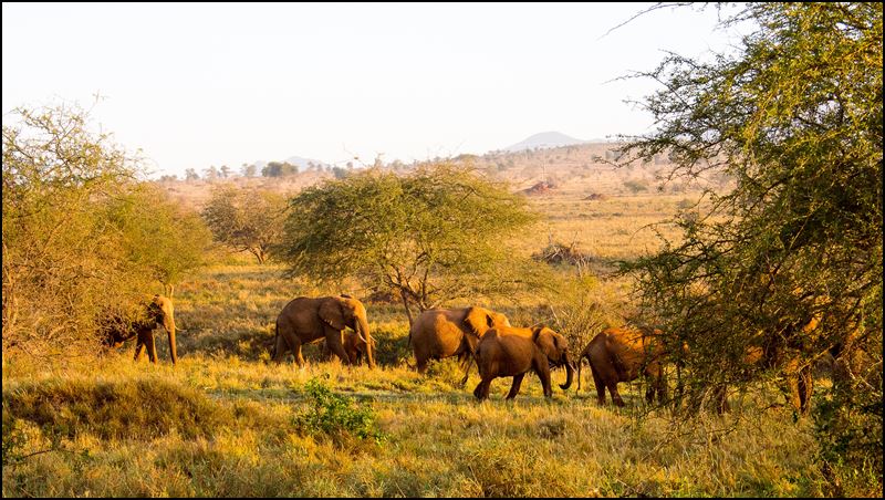 https://www.comol.li/Afrika_2017/2017-02-03_06-55-16_Kenya-Claudio-Picco-Comolli-Olympus-E-M5-.jpg