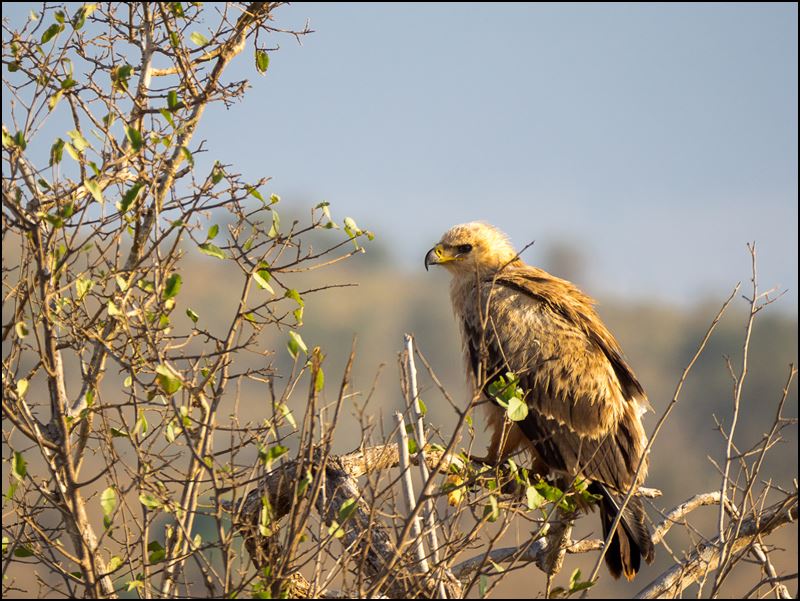 https://www.comol.li/Afrika_2017/2017-02-03_07-28-46_Kenya-Claudio-Picco-Comolli-Olympus-E-M5MarkII-.jpg