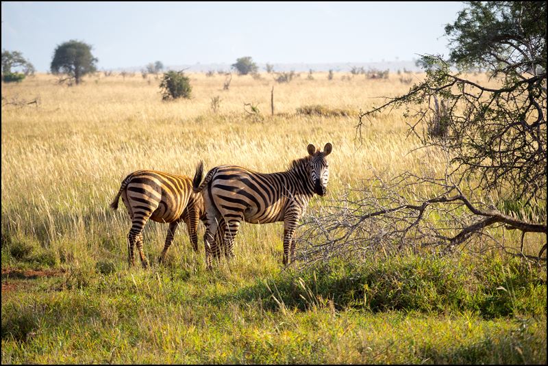 https://www.comol.li/Afrika_2017/2017-02-03_07-48-49_Kenya-Claudio-Picco-Comolli-Olympus-E-M5MarkII-.jpg