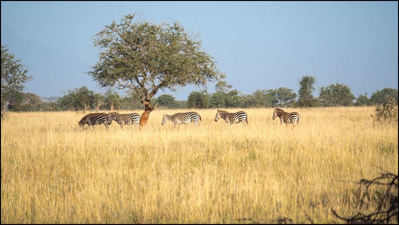 https://www.comol.li/Afrika_2017/2017-02-03_07-49-31_Kenya-Claudio-Picco-Comolli-Olympus-E-M5MarkII-.jpg