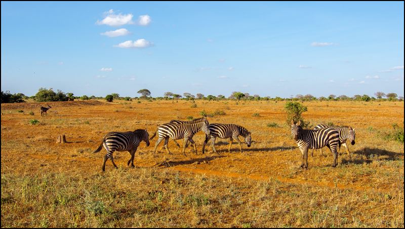 https://www.comol.li/Afrika_2017/2017-02-03_17-28-29_Kenya-Claudio-Picco-Comolli-Olympus-E-M5-.jpg