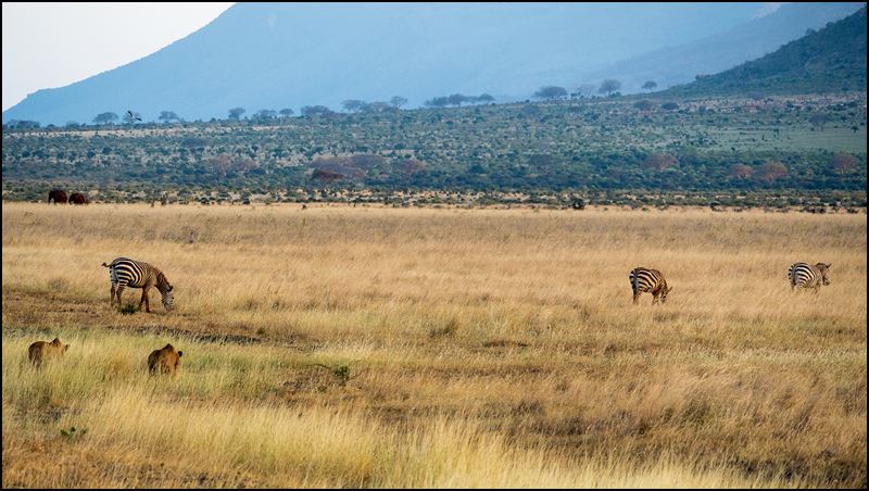 https://www.comol.li/Afrika_2017/2017-02-03_18-31-34_Kenya-Claudio-Picco-Comolli-Olympus-E-M5MarkII-.jpg