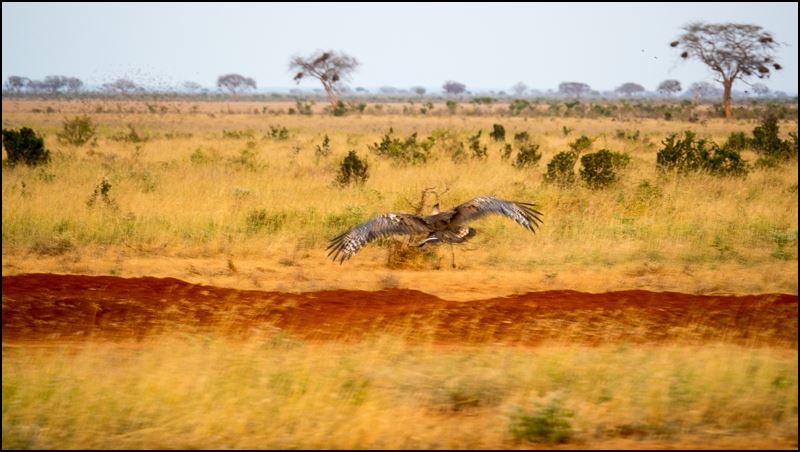 https://www.comol.li/Afrika_2017/2017-02-03_18-41-29_Kenya-Claudio-Picco-Comolli-Olympus-E-M5MarkII-.jpg