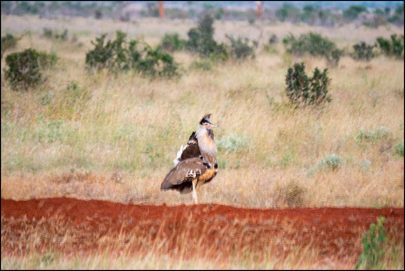 https://www.comol.li/Afrika_2017/2017-02-03_18-41-58_Kenya-Claudio-Picco-Comolli-Olympus-E-M5MarkII-.jpg