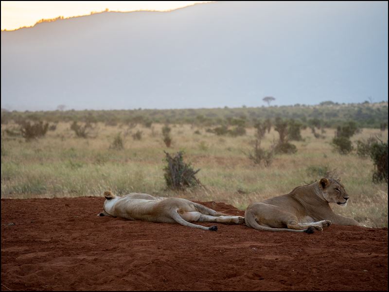 https://www.comol.li/Afrika_2017/2017-02-03_18-47-00_Kenya-Claudio-Picco-Comolli-Olympus-E-M5MarkII-.jpg