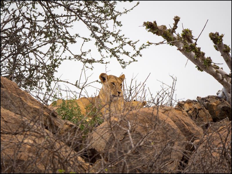 https://www.comol.li/Afrika_2017/2017-02-04_08-29-20_Kenya-Claudio-Picco-Comolli-Olympus-E-M5MarkII-.jpg