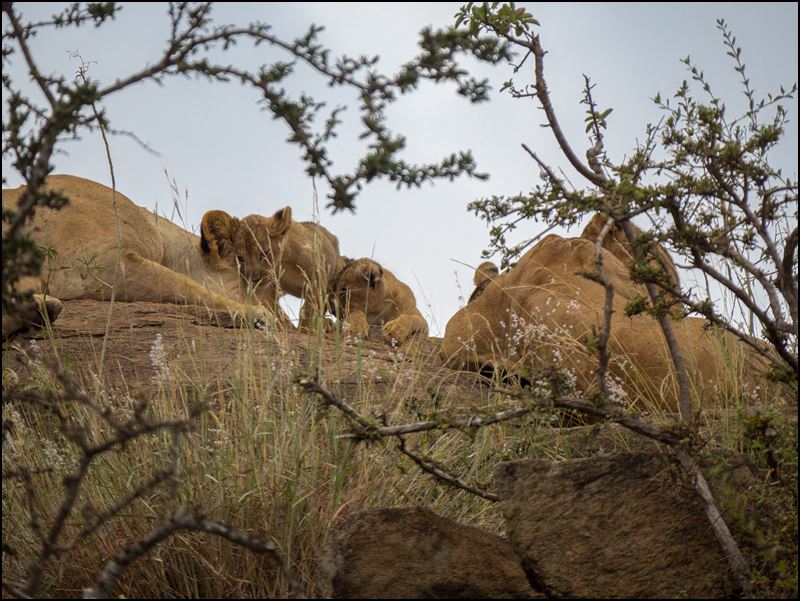 https://www.comol.li/Afrika_2017/2017-02-04_08-32-25_Kenya-Claudio-Picco-Comolli-Olympus-E-M5MarkII-.jpg