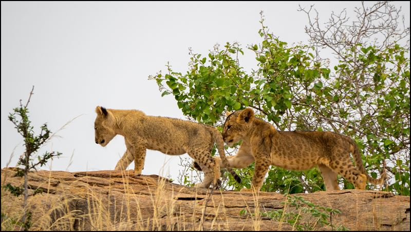 https://www.comol.li/Afrika_2017/2017-02-04_08-41-33_Kenya-Claudio-Picco-Comolli-Olympus-E-M5MarkII-.jpg