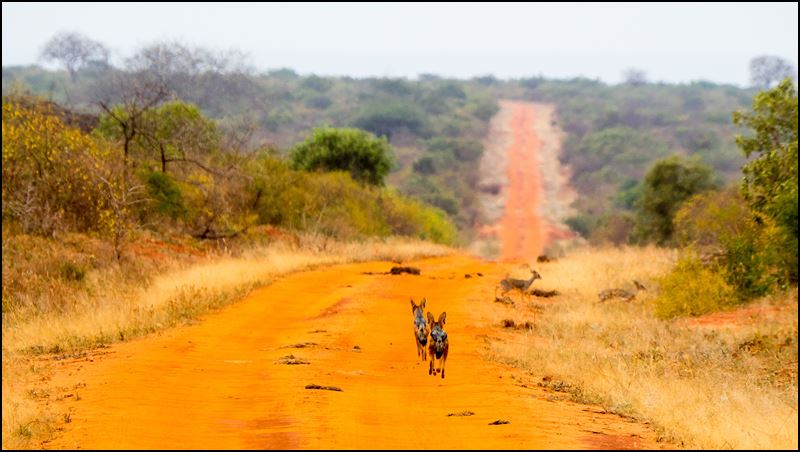 https://www.comol.li/Afrika_2017/2017-02-04_09-41-10_Kenya-Claudio-Picco-Comolli-Olympus-E-M5MarkII-.jpg