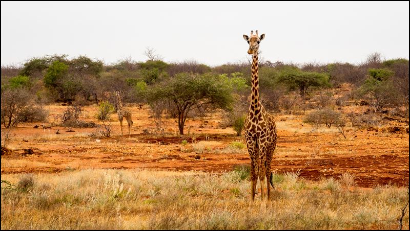 https://www.comol.li/Afrika_2017/2017-02-04_10-13-16_Kenya-Claudio-Picco-Comolli-Olympus-E-M5-.jpg
