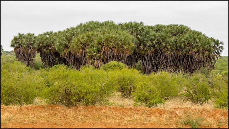 https://www.comol.li/Afrika_2017/2017-02-04_10-57-16_Kenya-Claudio-Picco-Comolli-Olympus-E-M5-.jpg