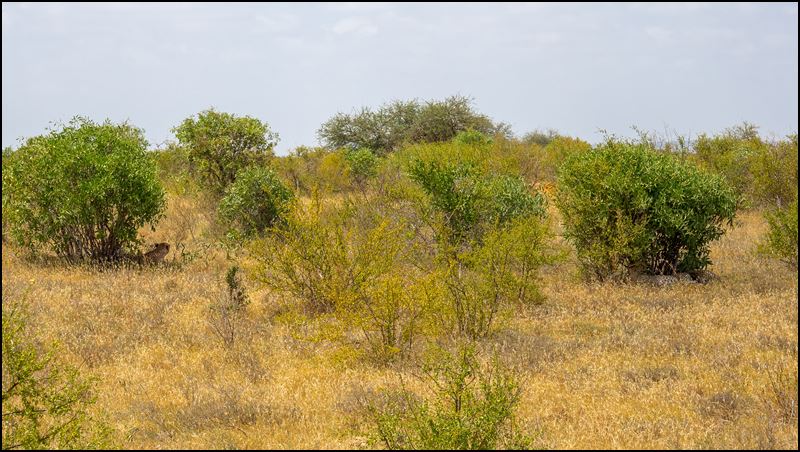 https://www.comol.li/Afrika_2017/2017-02-04_13-40-45_Kenya-Claudio-Picco-Comolli-Olympus-E-M5-.jpg