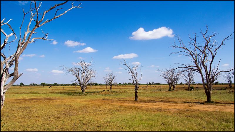 https://www.comol.li/Afrika_2017/2017-02-04_15-43-53_Kenya-Claudio-Picco-Comolli-Olympus-E-M5-.jpg
